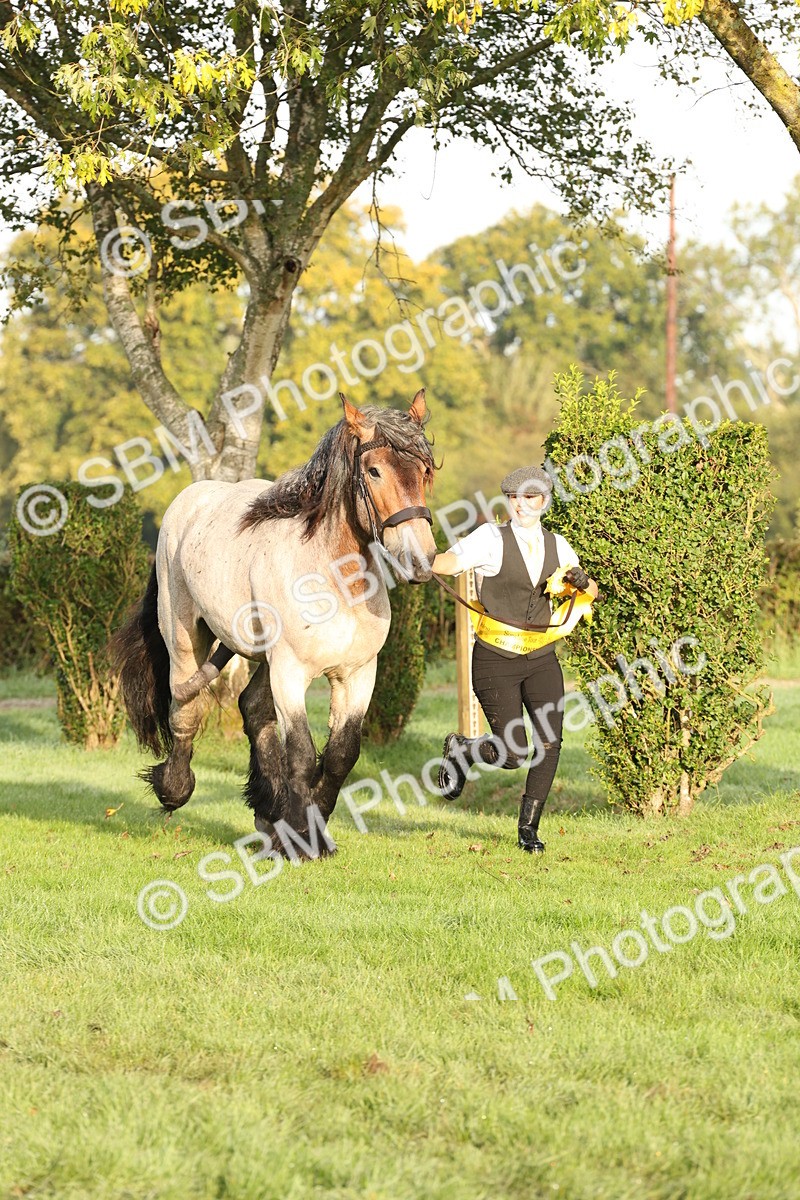 SBM_54463 - S51 - Foreign Breeds In Hand