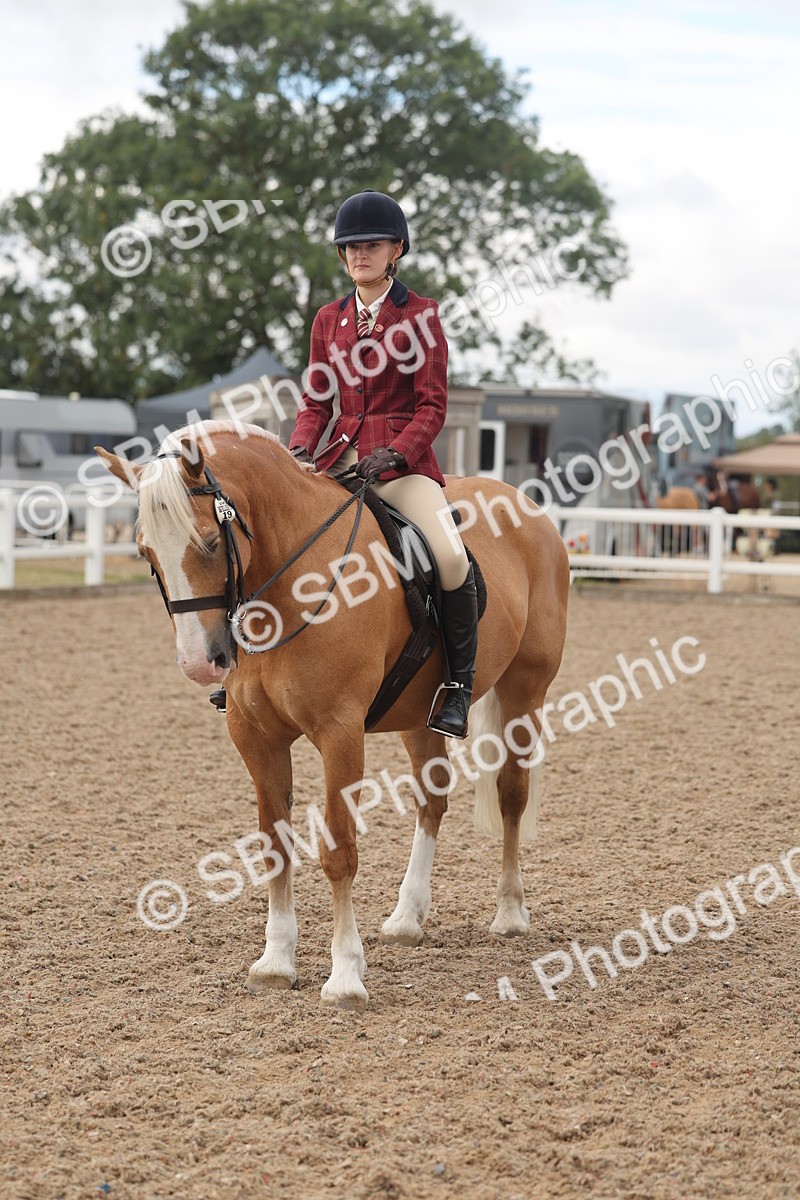 SBM_04348 - Class 17 - Prettiest Mare (IH or Ridden)