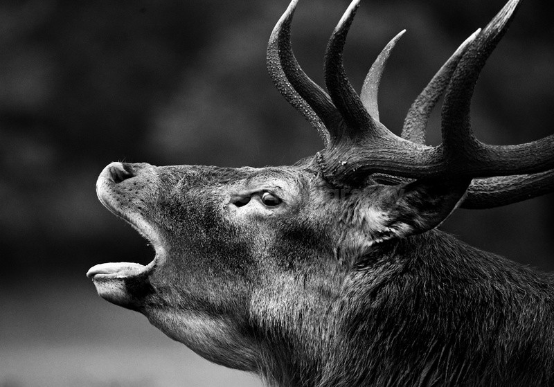  - Wildlife, Mammal Photography, Great Britain