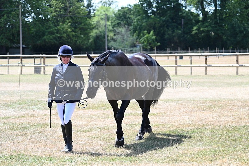 WJ7_2322 - Class 5a Most Handsome Gelding in hand (above 14.2hh)