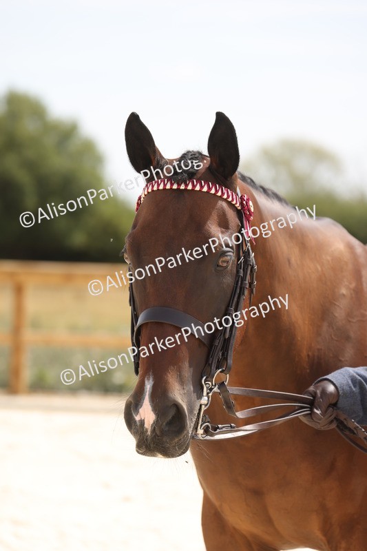 20260802-1549 - Class 16 - Best Horse or Pony
