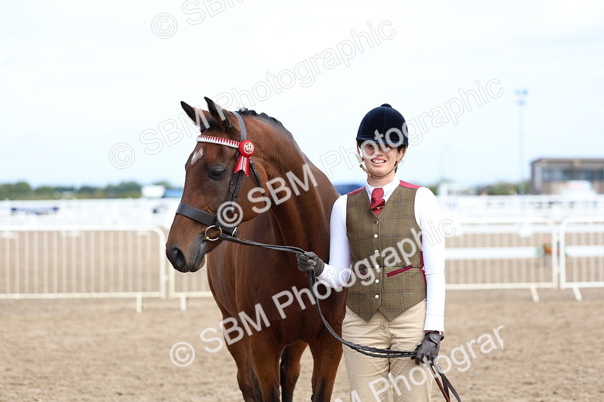 SBM_01856 - Class 18 - Handsomest Gelding - IH or Ridden