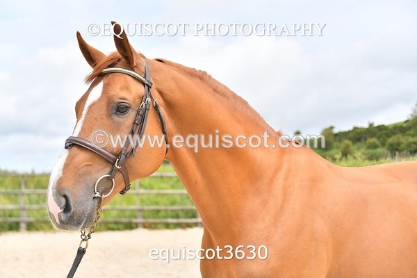 equiscot3630 - STALLION SELECTION