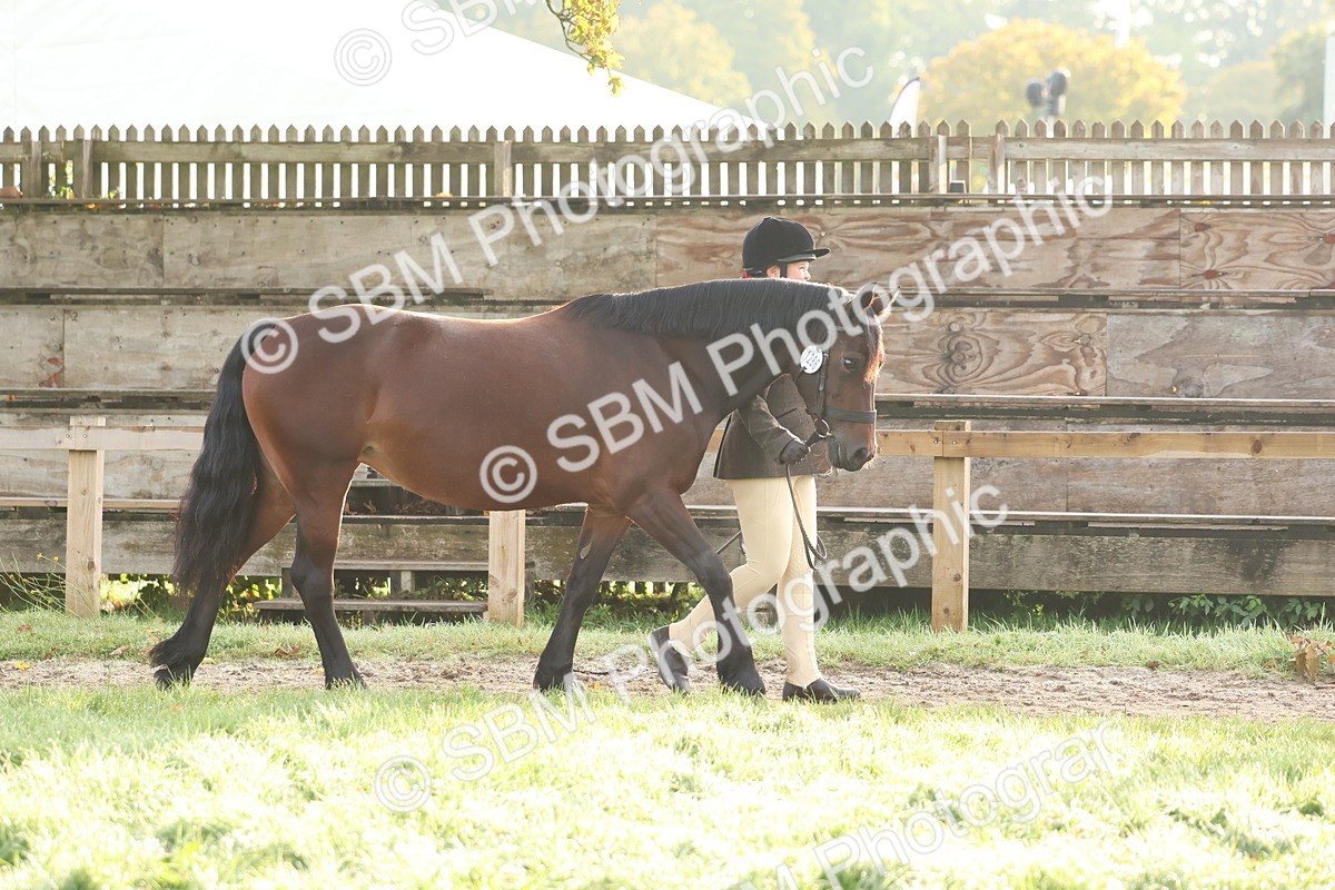SBM_54735 - S39 - Starters In Hand Showing