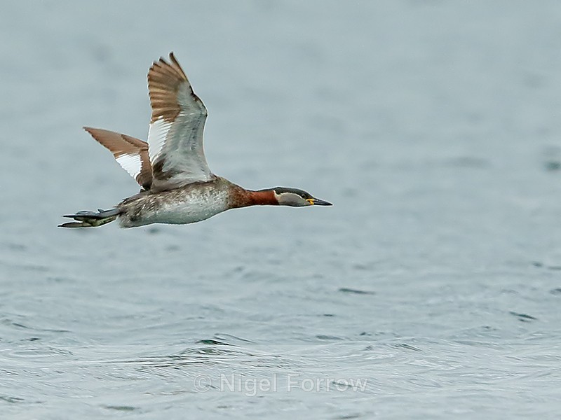 Red-necked Grebe in flight, Farmoor Reservoir - Red-necked Grebe