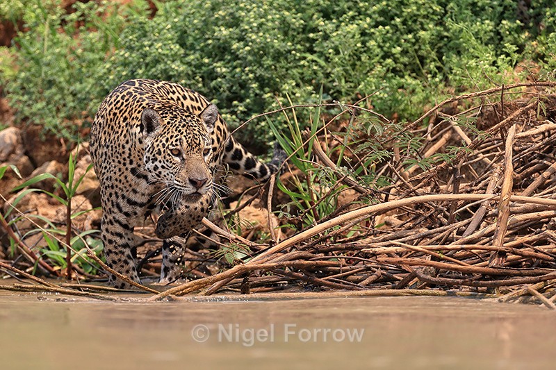 Jaguar Medrosa stalking along river edge, Pantanal, Brazil - Jaguar