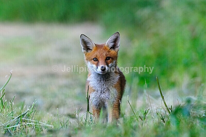  - Wildlife and Nature