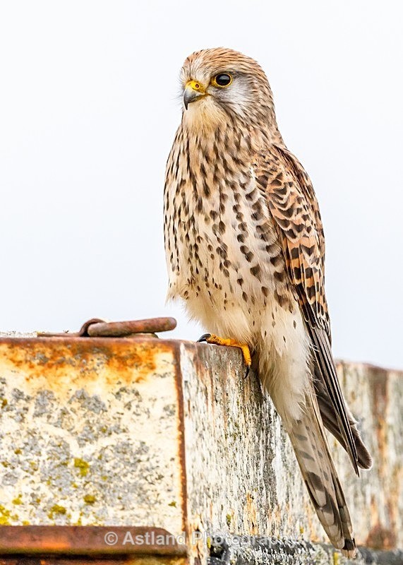Astland Photography, Bird and Wildlife Images, Susan and Peter Wilson, U.K.