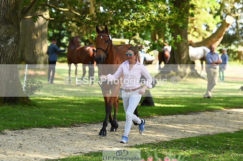 230524-163530-00965 - 182-HARTHILL_FLAMENCO-Izzy_Taylor-WEDTrotUp+DR