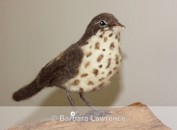 Thrush - Gallery