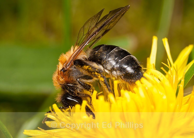 Andrena nitida (f) - Andrena nitida