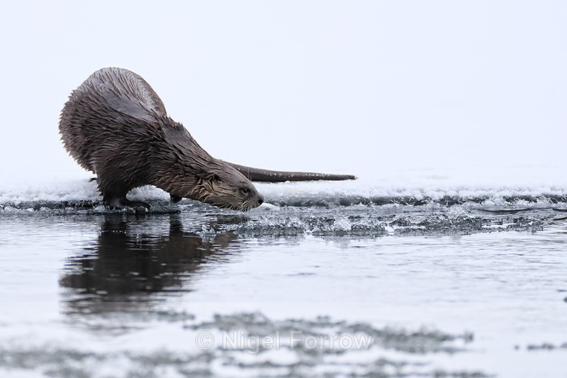 River Otter checks icy water, Yellowstone National Park - Otter