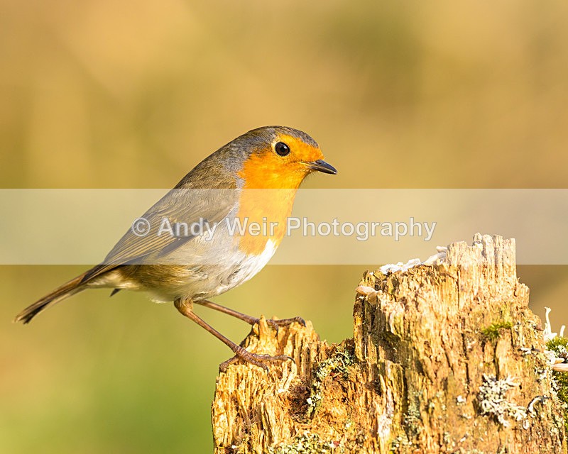 20160227-8E0A1966 - Robin