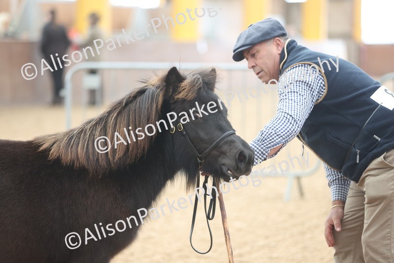 20251109-0015 - Class 2 - Yearling, Colt, filly or gelding