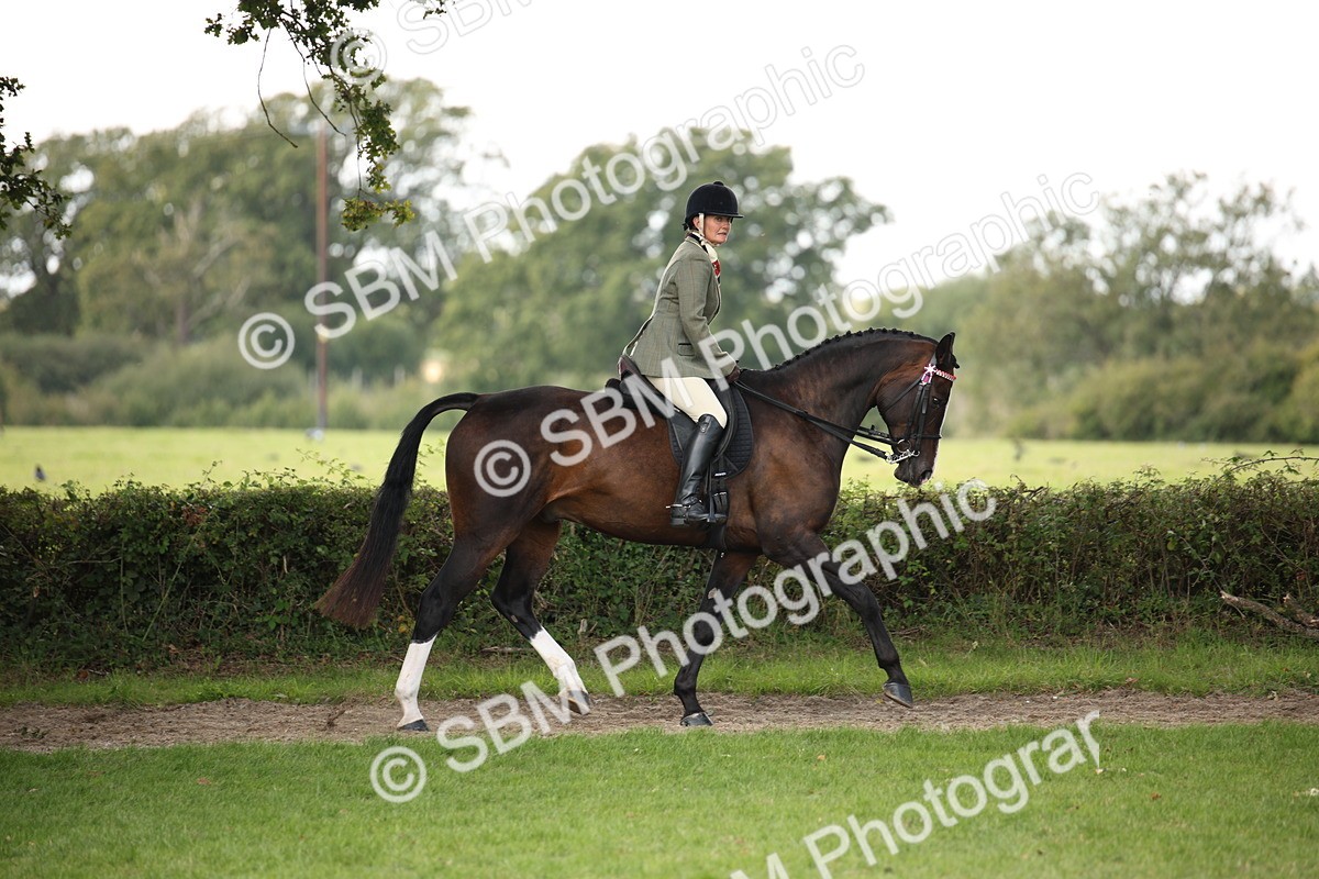SBM_65909 - S64 - Riding Horse & Hack & Thoroughbred Ridden