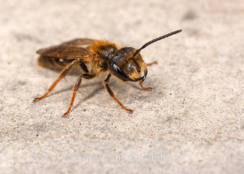Andrena bucephala (m) - Andrena bucephala