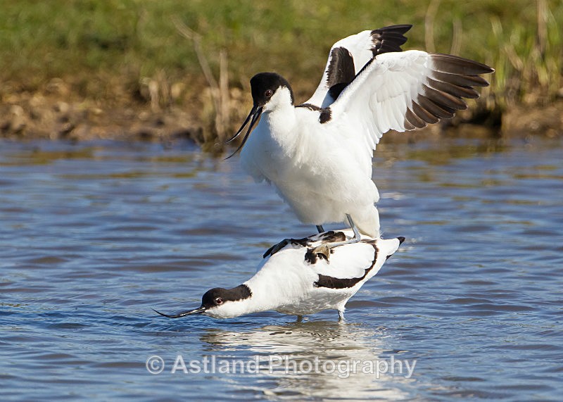 Astland Photography, Bird and Wildlife Images, Susan and Peter Wilson, U.K.