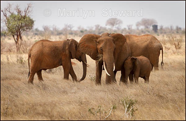 Elephant group #1 - Kenya, Tsavo East