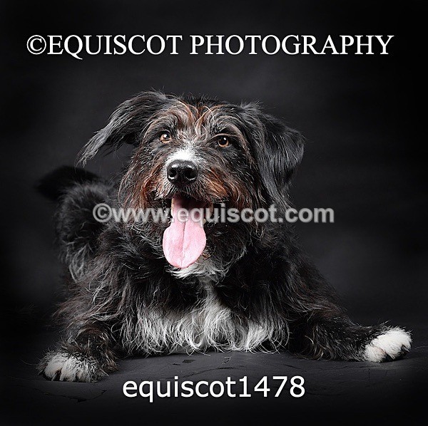 equiscot1478 - RUSSO