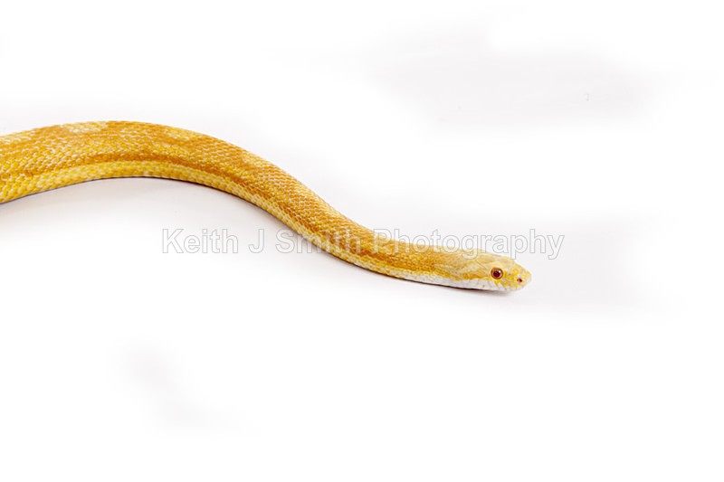 2SKJ8936 - Roaming Reptile Show. II