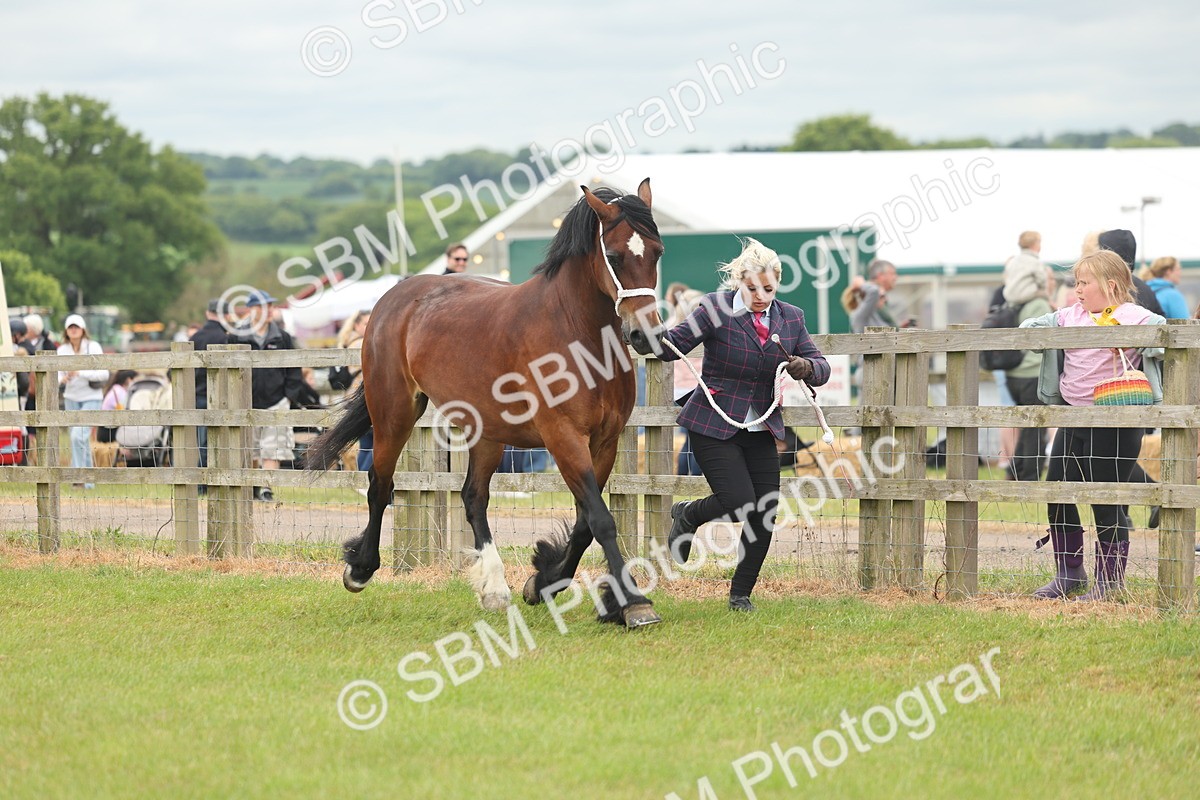 SBM_04958 - Class 50-57 - M&M Welsh Pony In Hand