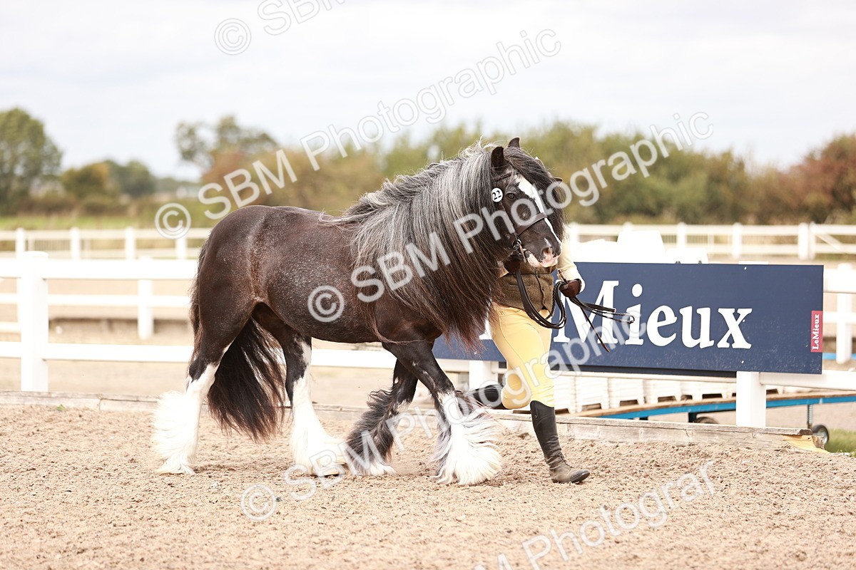 SBM_16291 - Class 413 - Best Condition - Adult