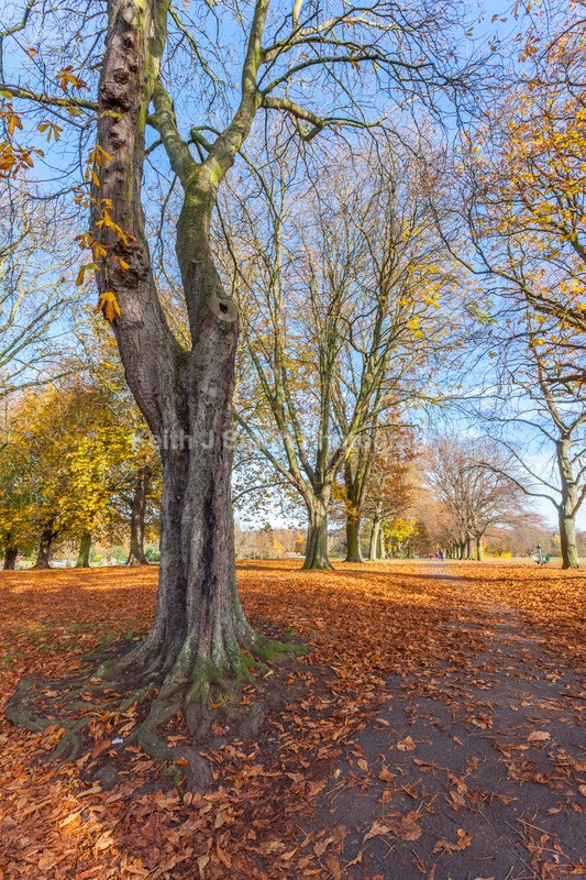 7SKJ4466 - Trees in Abington Park