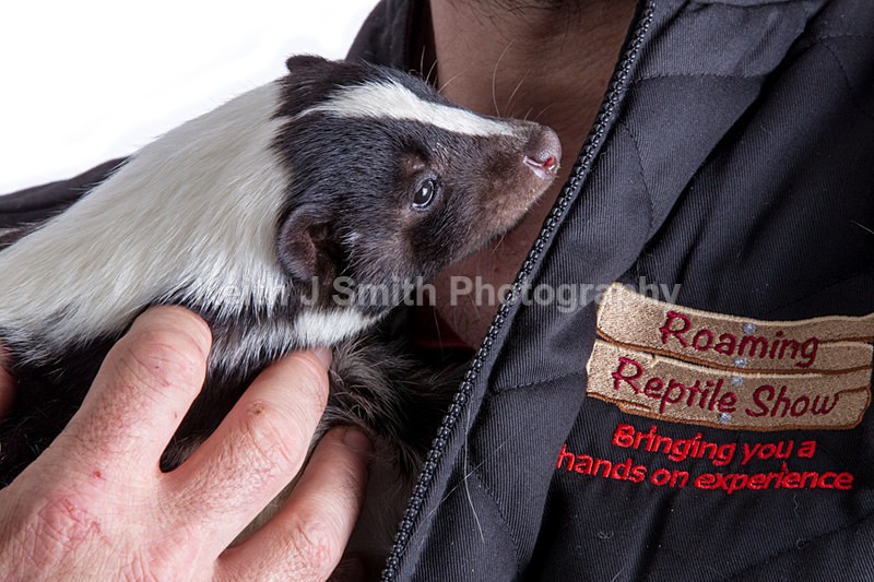 1KJS0272 - Roaming Reptile Show