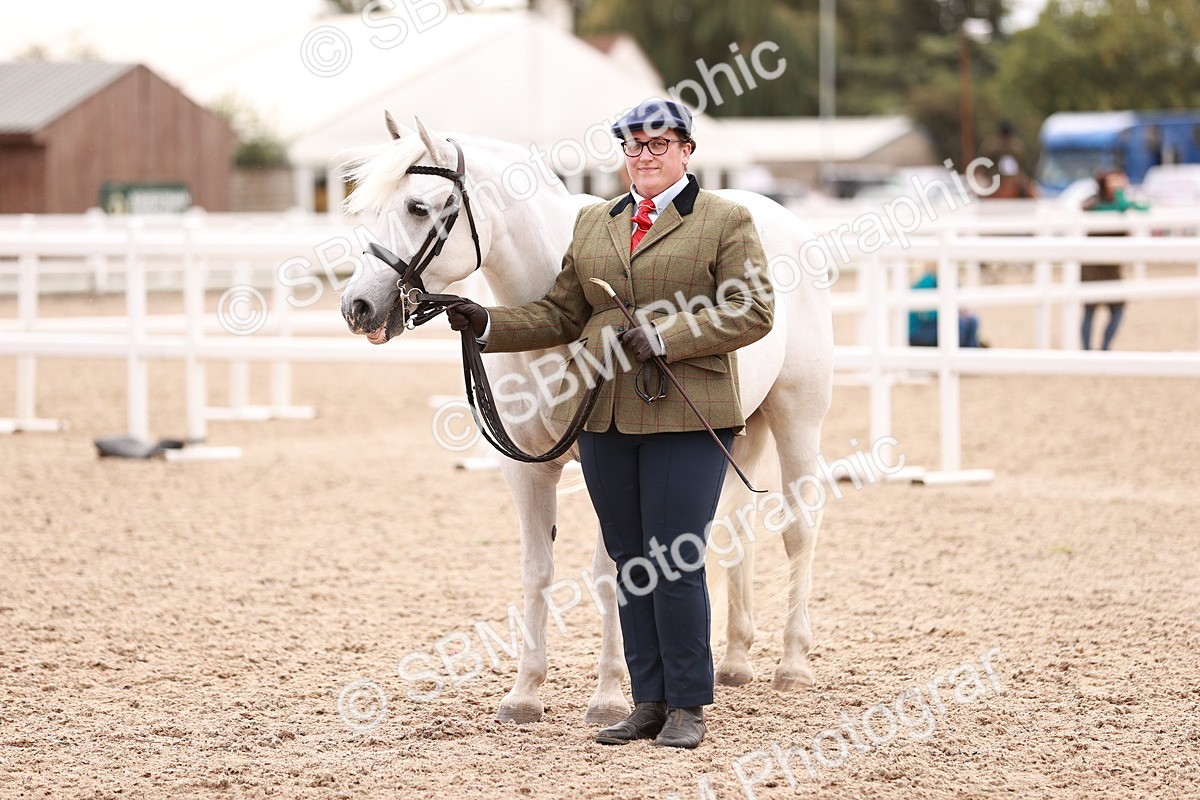 SBM_16111 - Class 411 - Prettiest Mare - (IH or Ridden Adult)