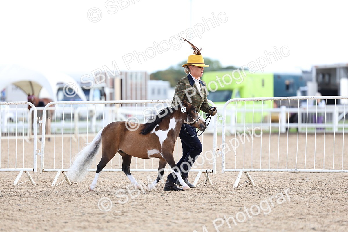 SBM_18739 - Class 317 - IH Pure Bred Horse-Pony
