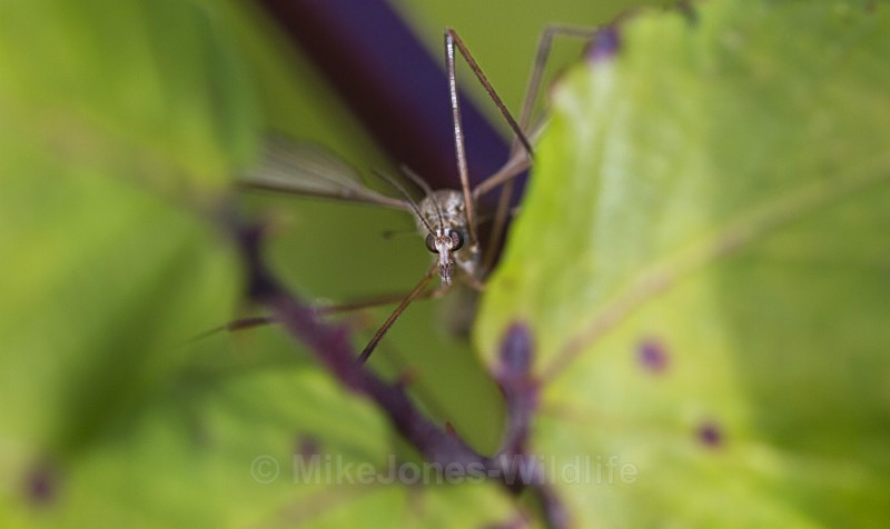 CRANE FLY (Daddy long legs) - MACRO IMAGES