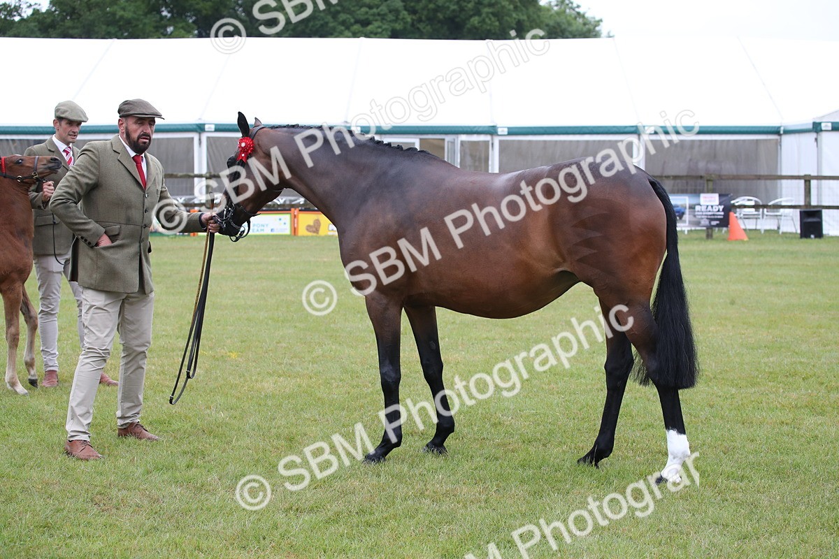 SBM_00157 - Class 17-20 - Arab & Part Bred - Anglo Arab In Hand