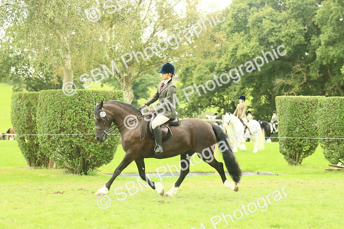 SBM_72160 - S60 - Mountain & Moorland Ridden Large Breeds