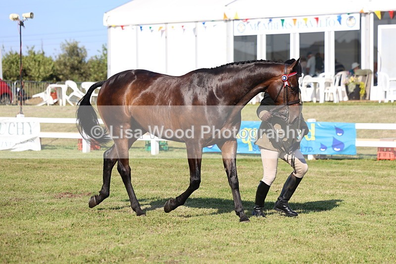 3E7A5646 - Class 2: Rising Star Large Hack/Riding Horse
