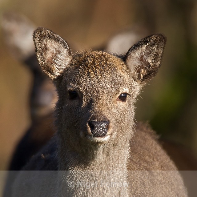 Young Sika Deer at Arne - Deer