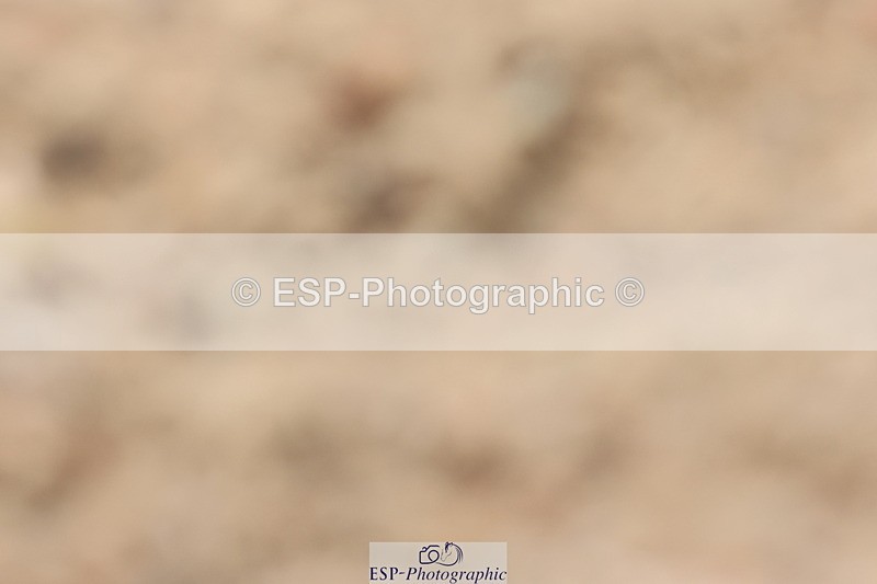 240622A-113253-09492 - Cls 27 BD Novice 37A