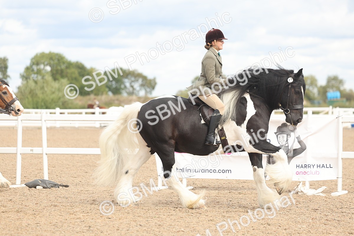 SBM_14748 - Class 308 - Ridden Coloured Horse