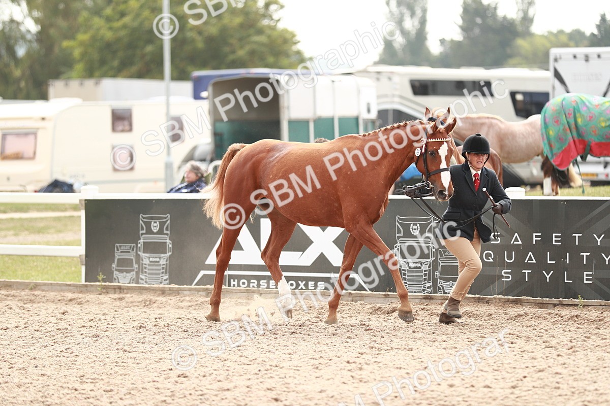 SBM_13181 - Class 208 IH Veteran Horse