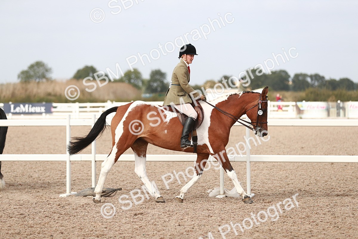 SBM_17449 - Class 215 Ridden Hack/ Riding Horse