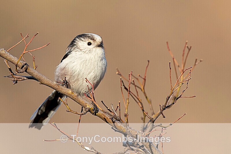Long-tailed Tit  1901-17584 - Around the Reflection Pool