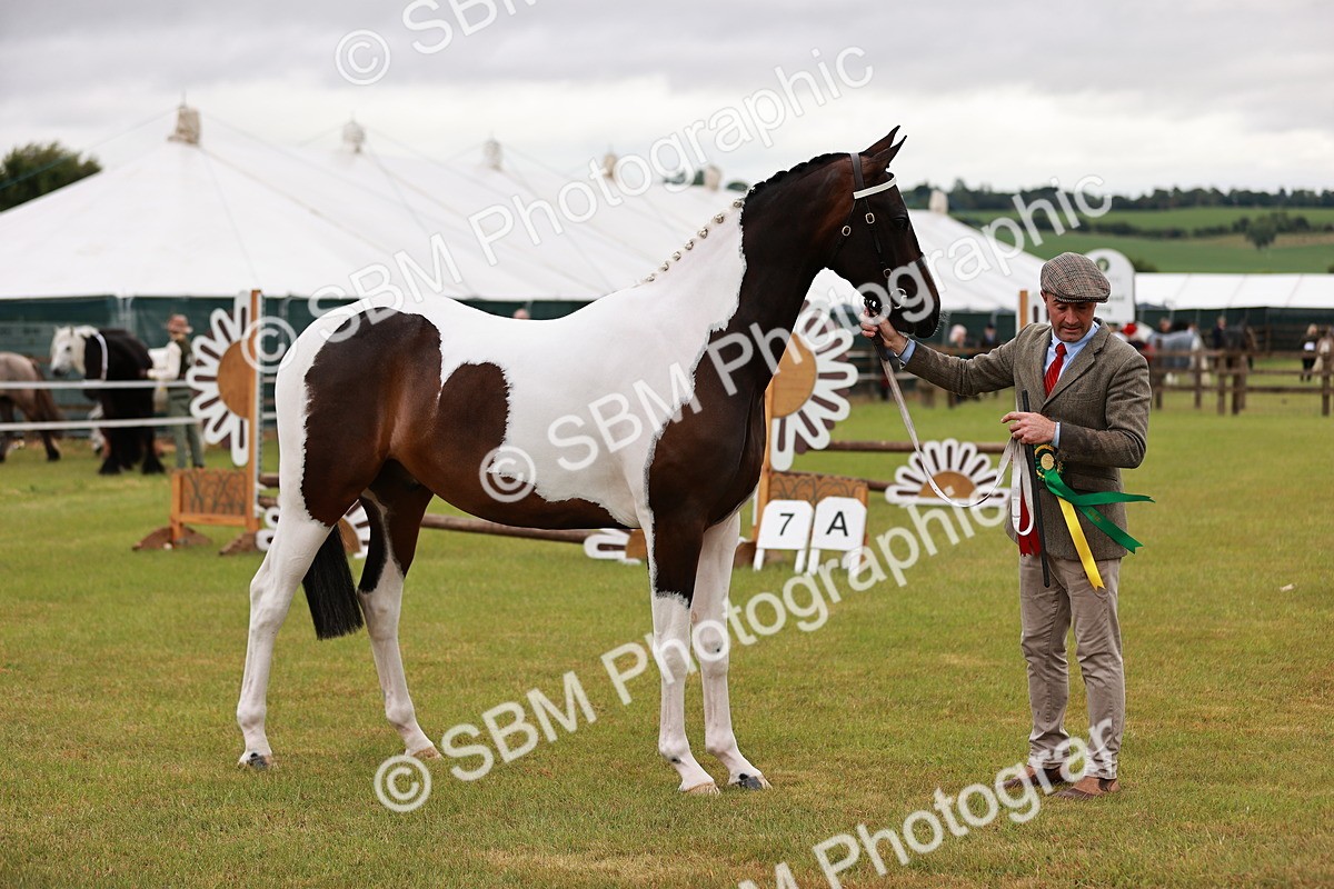 SBM_00799 - Class 26-30 Sport Horse In Hand