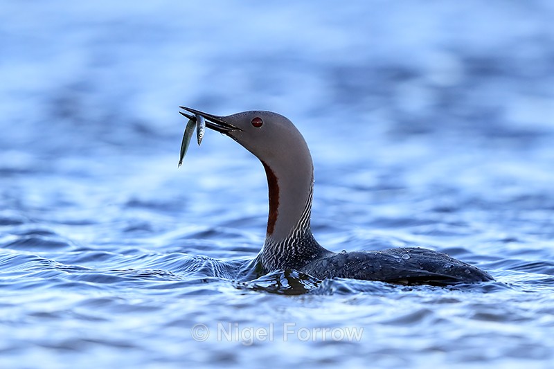 Red-throated Diver with fish, Floi, Iceland - Red-throated Diver