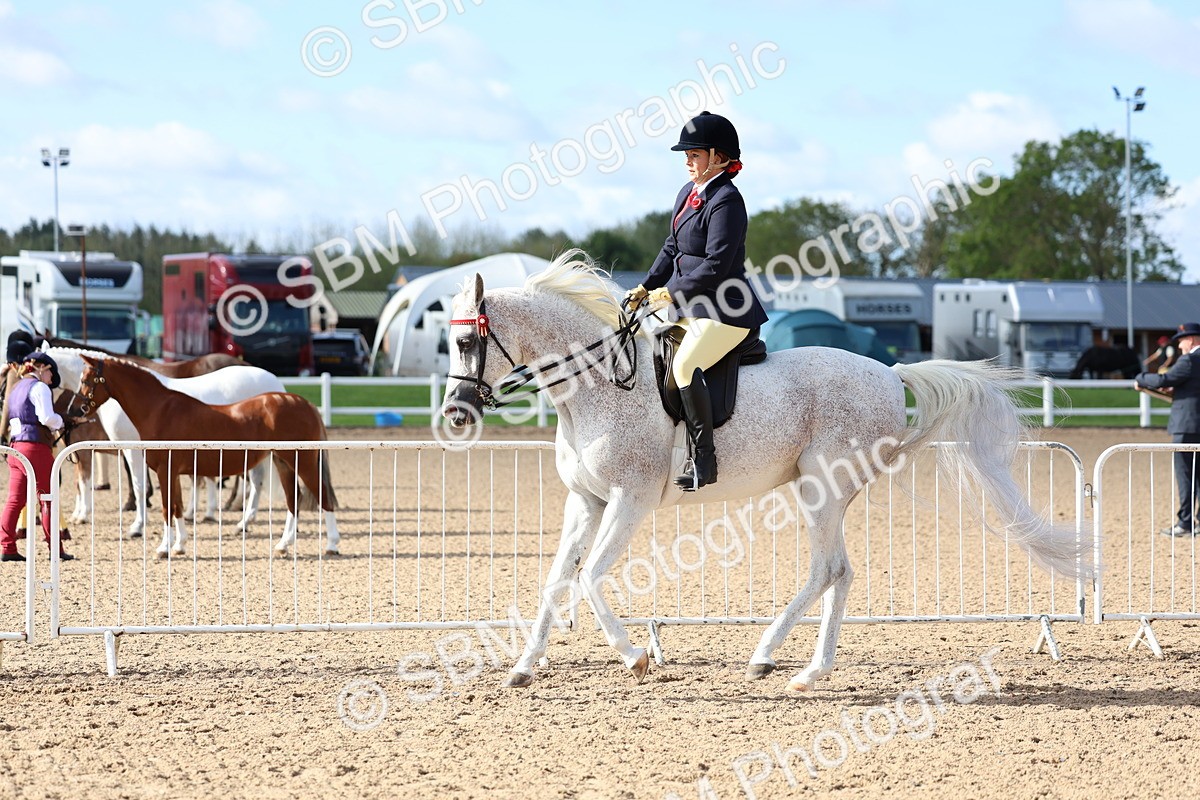 SBM_09124 - Class 303 - Ridden Pure Bred Horse Pony