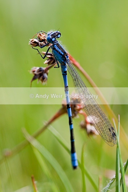 20100522_0041 - Dragonflies & Damselflies