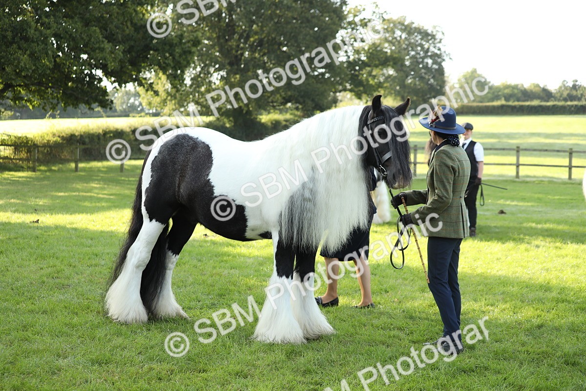 SBM_60903 - S43 - Coloured Pony In Hand