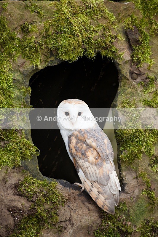 20110312-IMG_1175 - Barn Owl