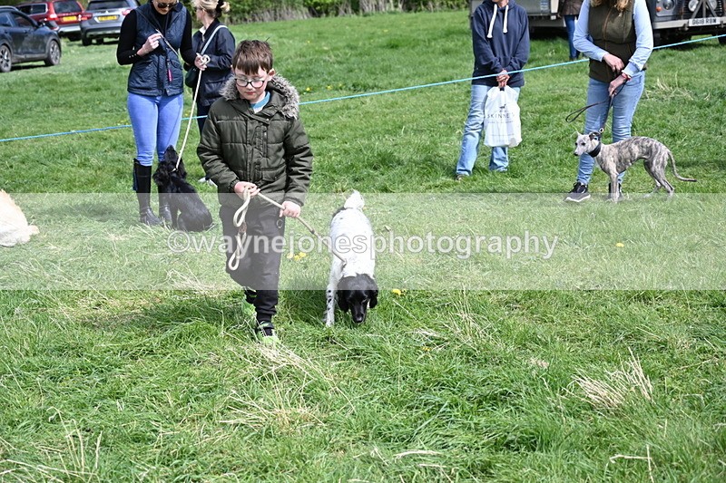 WJ6_9064 - Class 8 Best Working / Gun Dog or Bitch