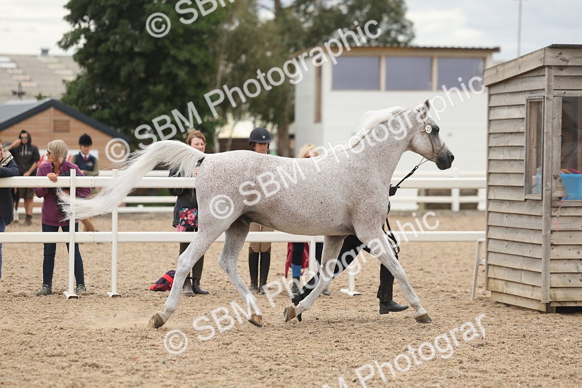 SBM_19299 - Class 317 - IH Pure Bred Horse-Pony