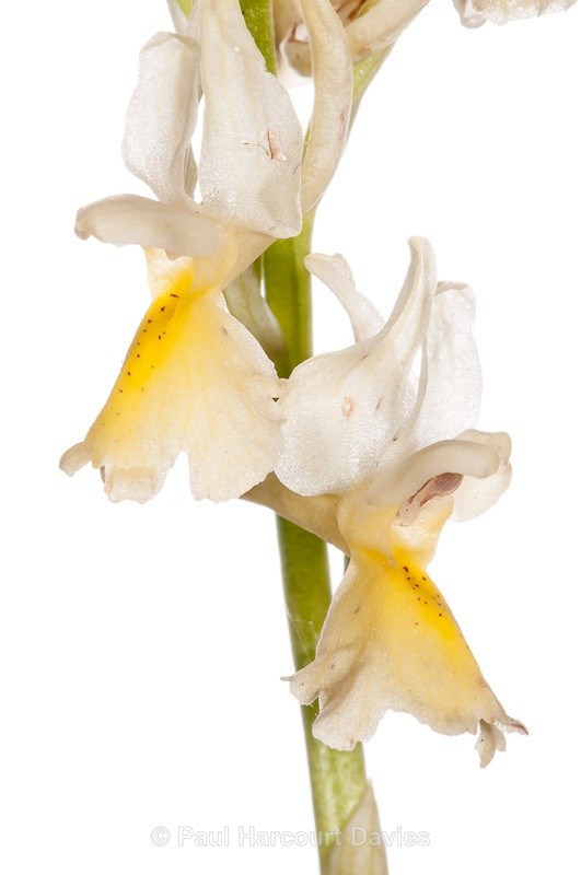  - WB: Orchids - Orchis