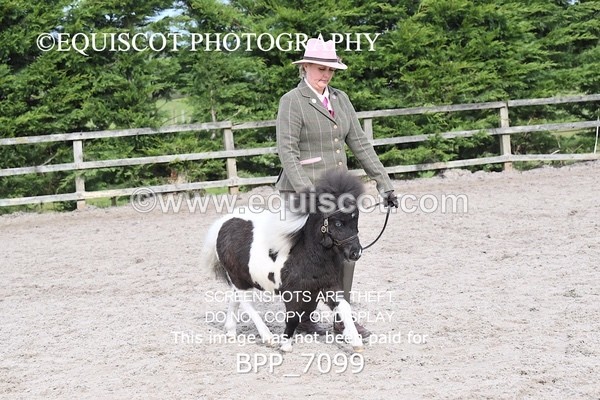 BPP_7099 - RING 1  (RIDDEN HORSES / IN HAND / VETERAN ETC)